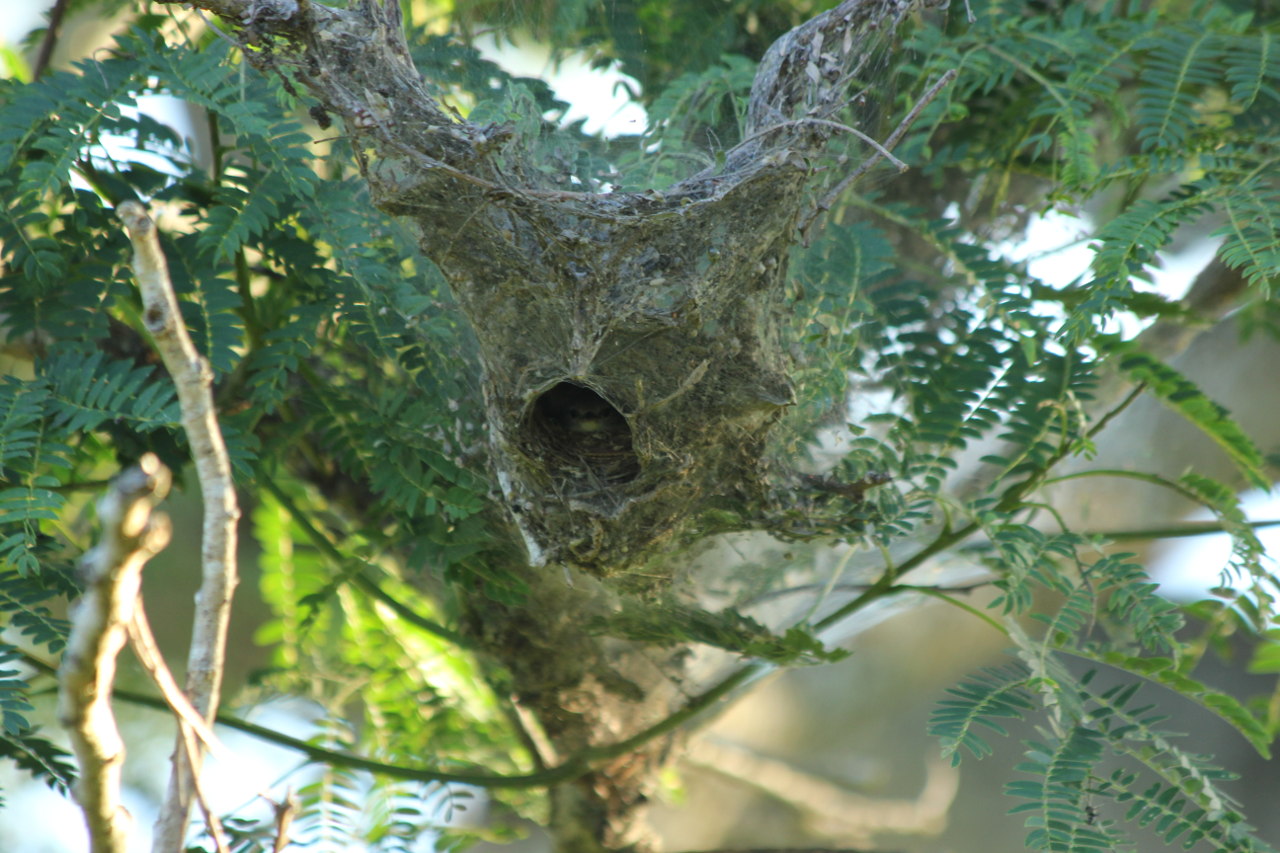 Photo Piojito Silbón