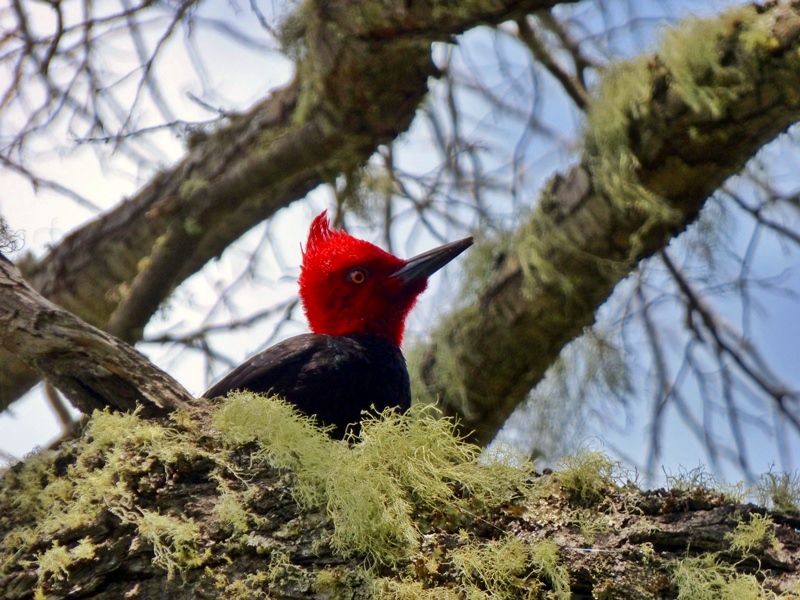 Foto Carpintero Gigante
