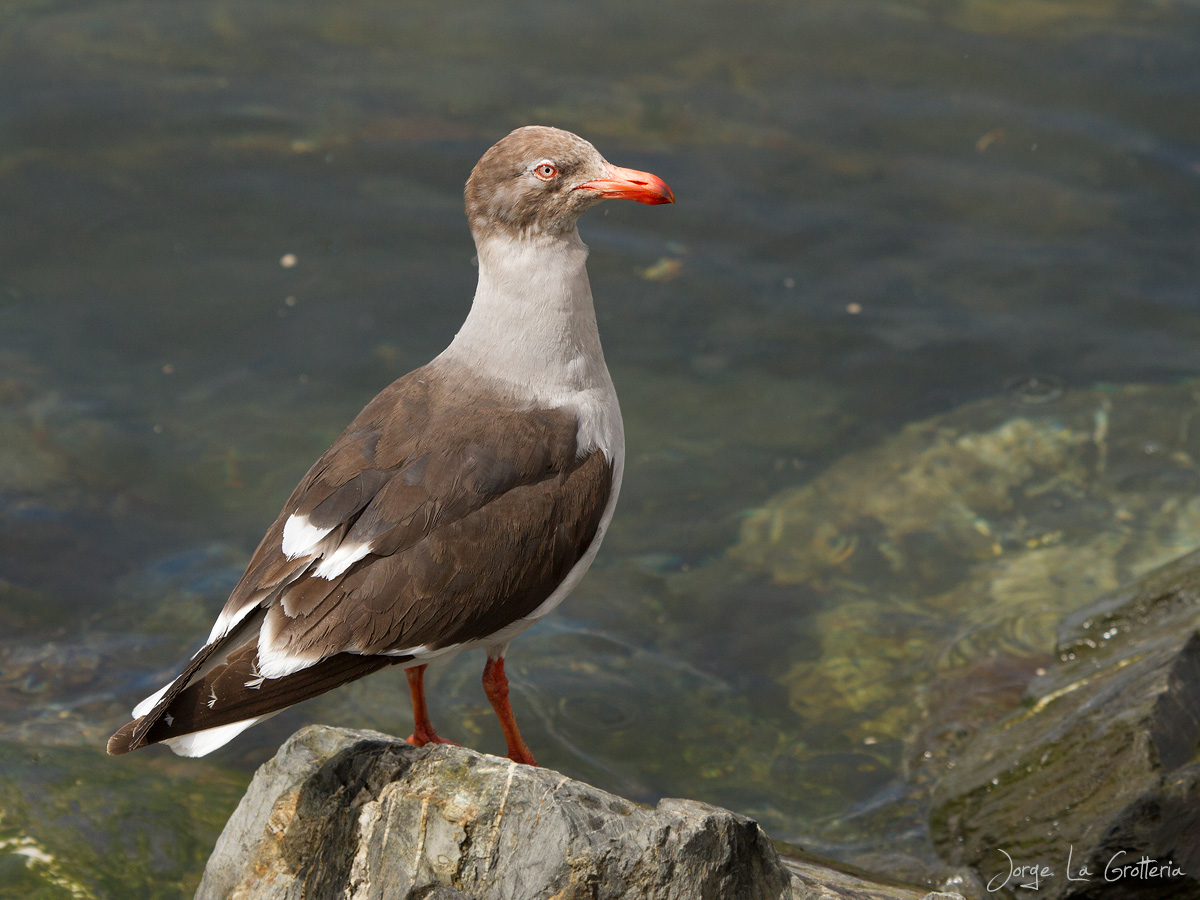 Foto Gaviota Gris