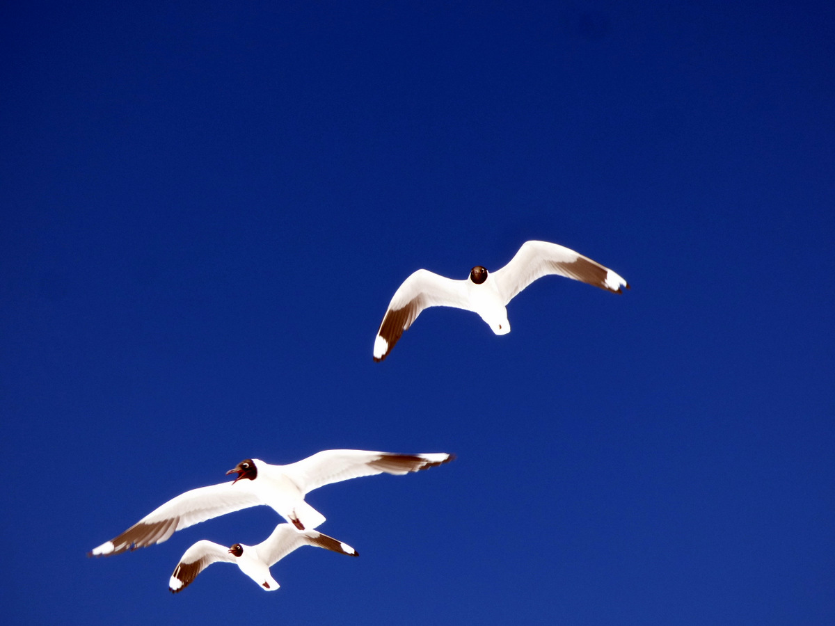 Photo Gaviota Andina