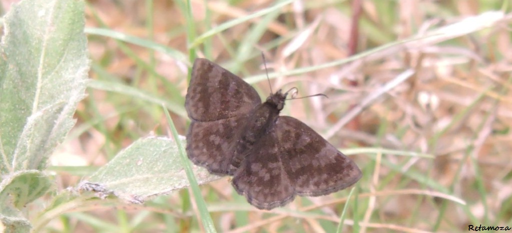 Photo Barrada Lilácea