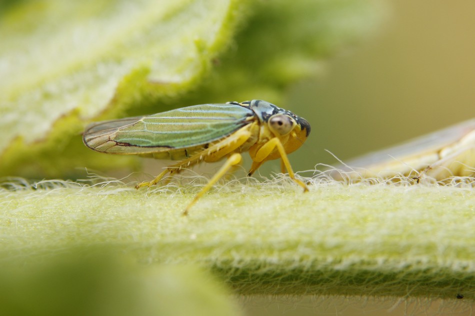 Photo Chicharrita Verde