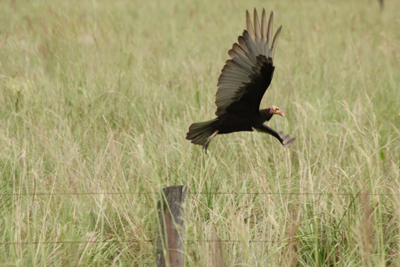 Foto Jote Cabeza Amarilla