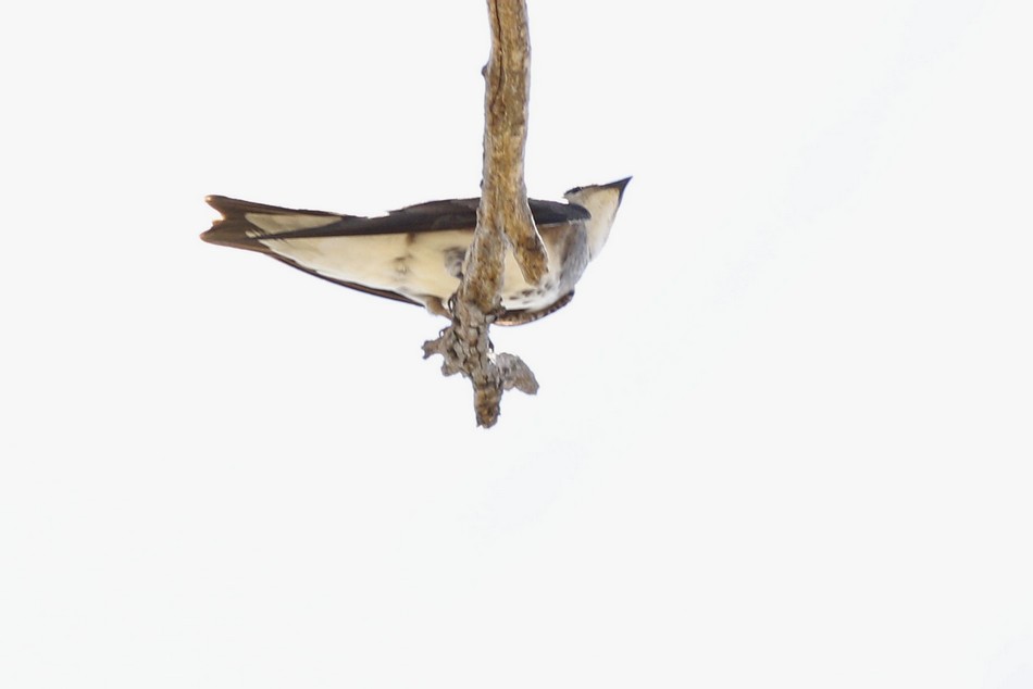 Foto Golondrina Parda