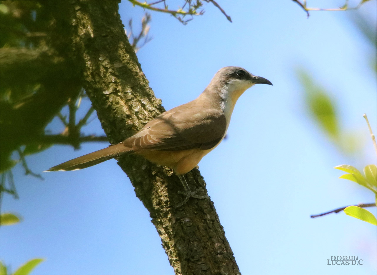 Foto Cuclillo Canela