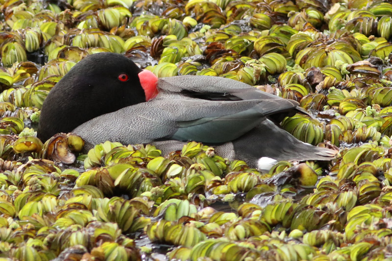 Foto Pato Picazo