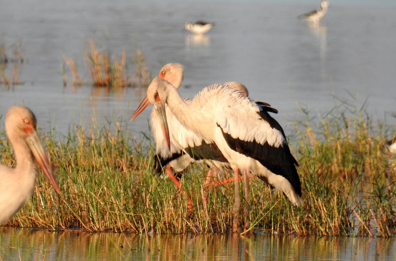 Foto Cigüeña Americana
