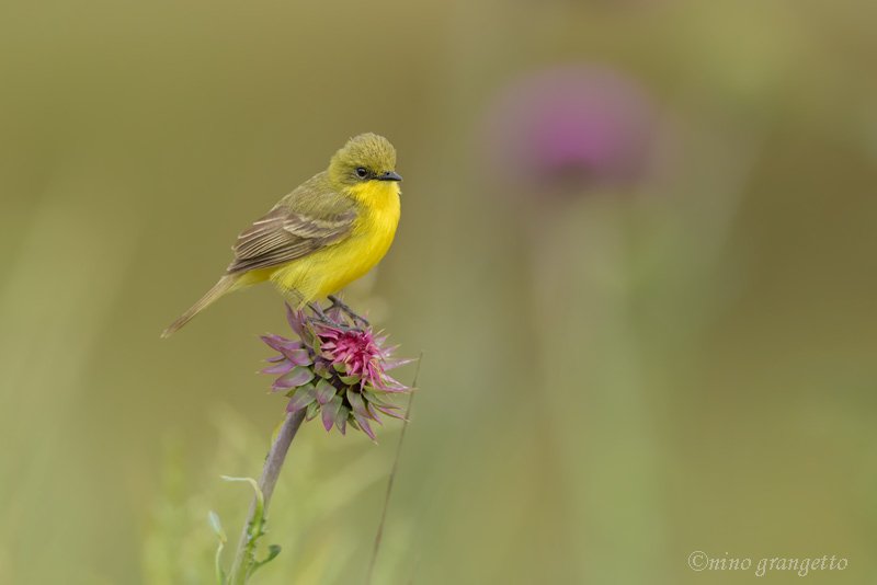 Foto Doradito Oliváceo