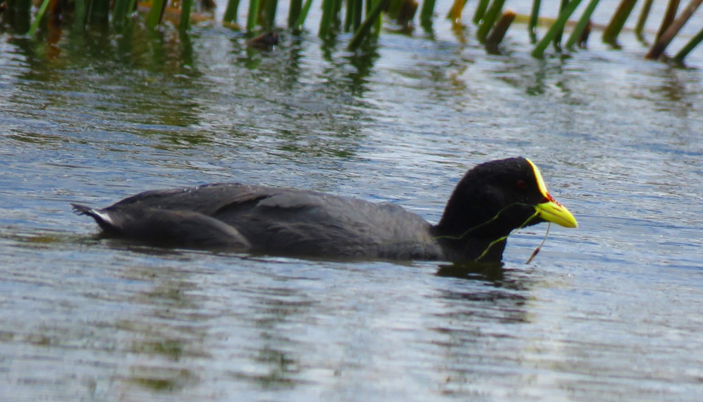 Photo Gallareta Ligas Rojas