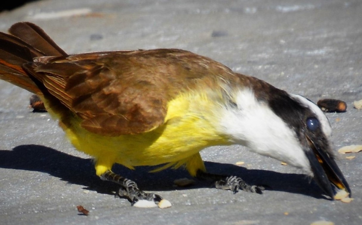 Foto Benteveo Común