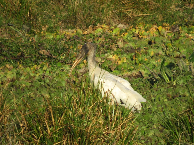 Photo Tuyuyú