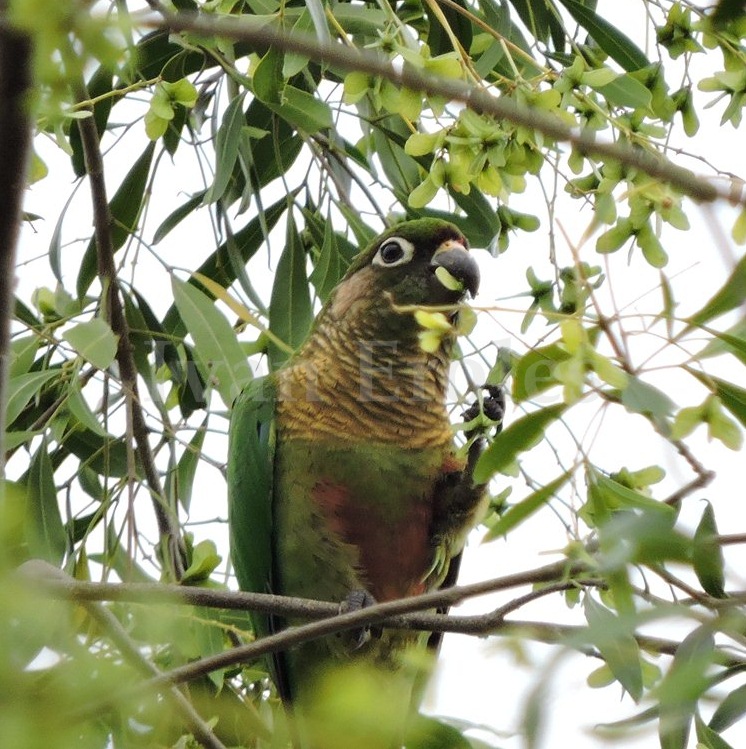 Foto Chiripepé Cabeza Verde