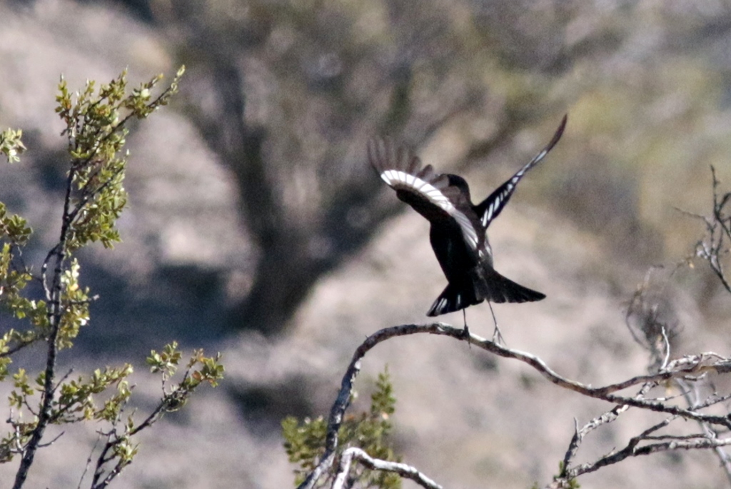 Photo Viudita Común