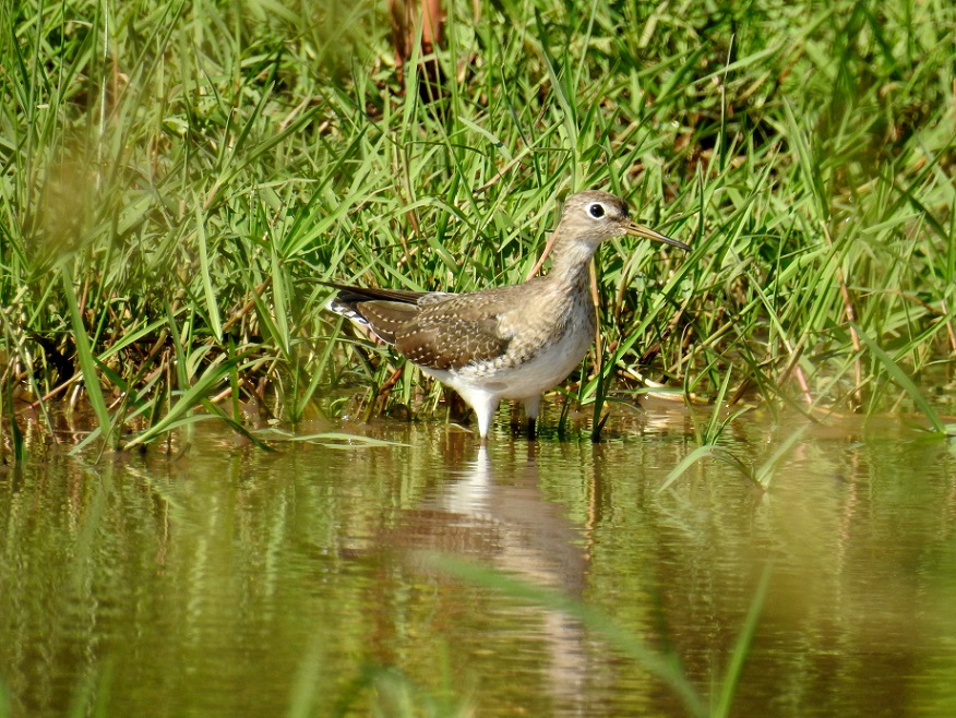 Foto Pitotoy Solitario