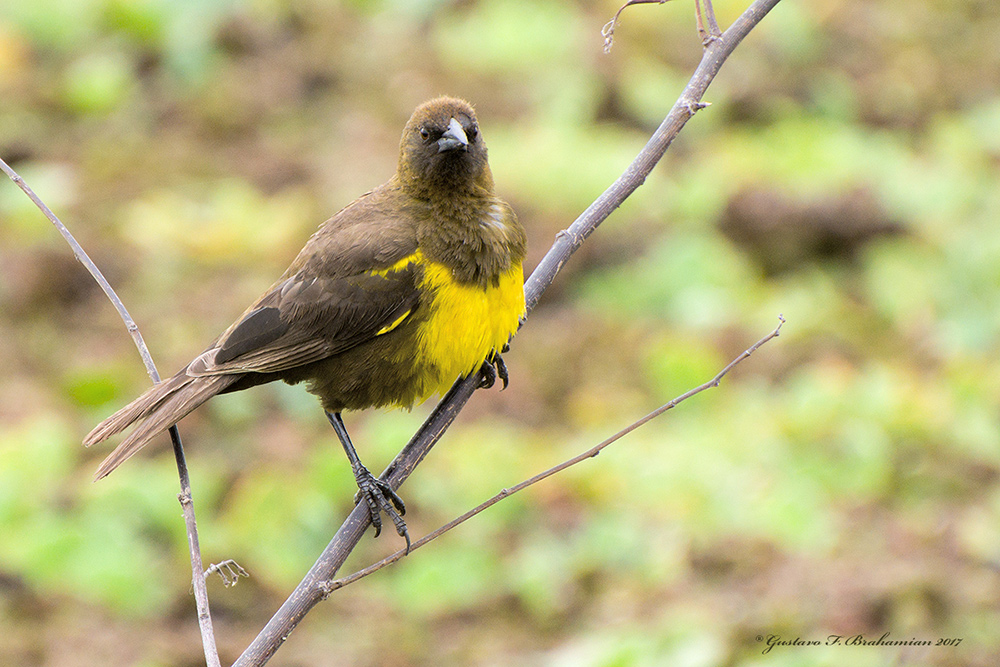 Foto Pecho Amarillo Común