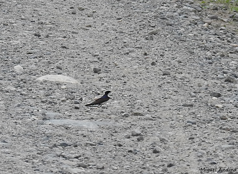 Photo Golondrina Barranquera