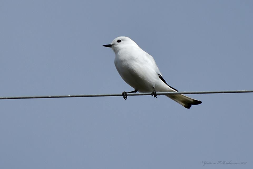 Foto Monjita Blanca