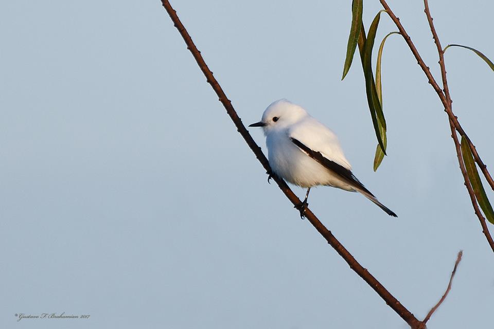 Foto Monjita Blanca
