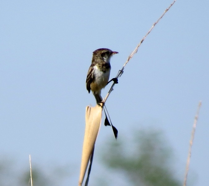 Foto Yetapá de Collar