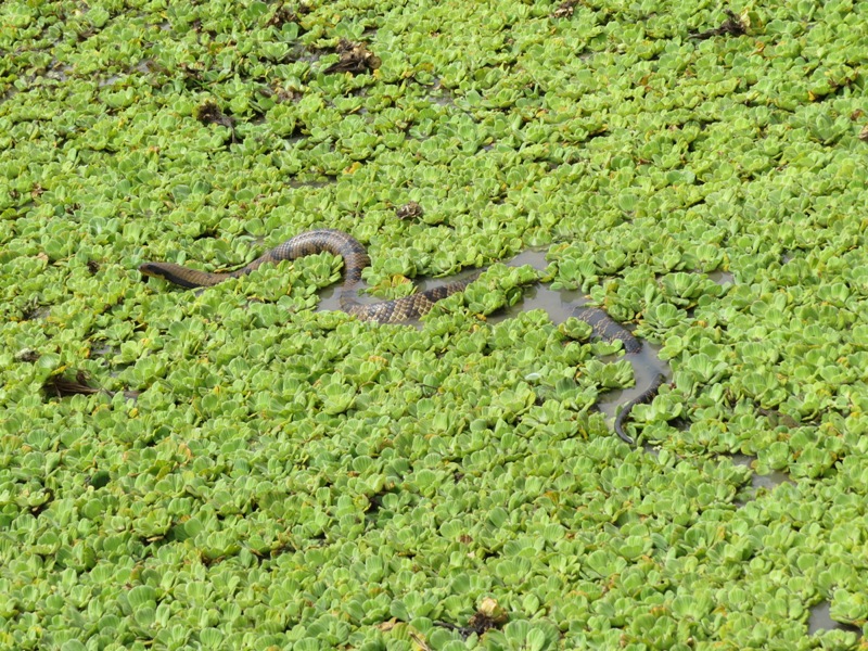 Foto Ñacanina de Bañado