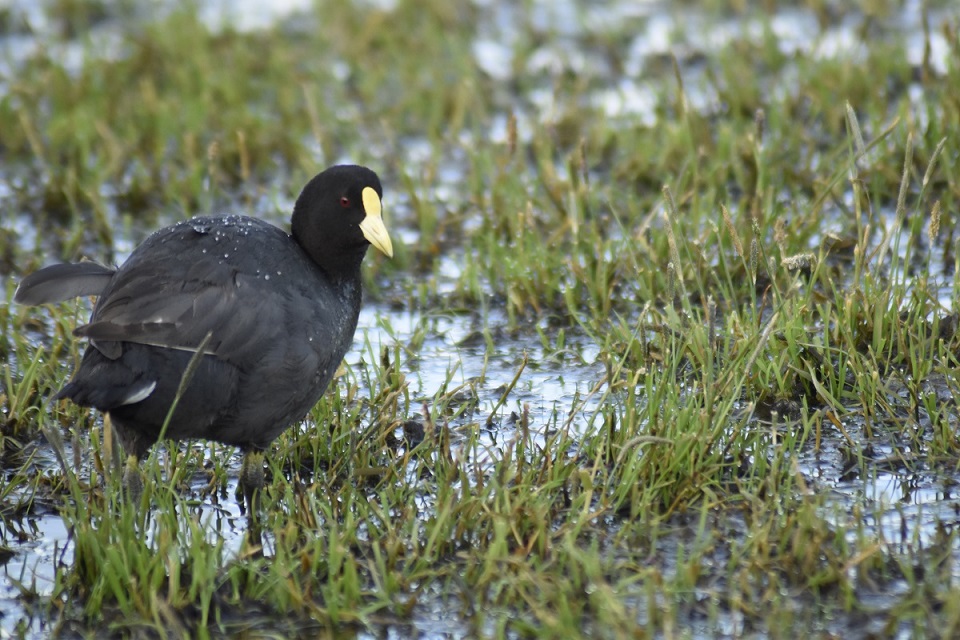 Foto Gallareta Chica