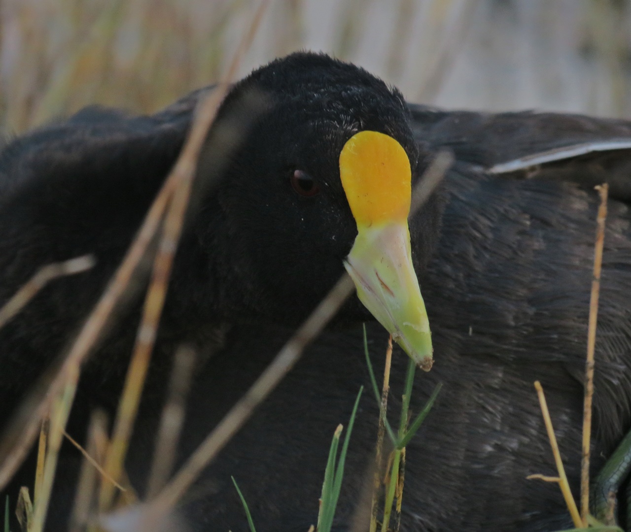 Photo Gallareta Chica