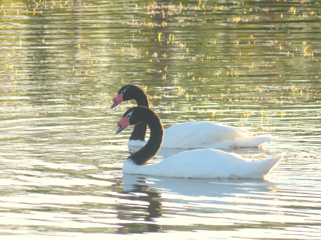 Foto Cisne Cuello Negro