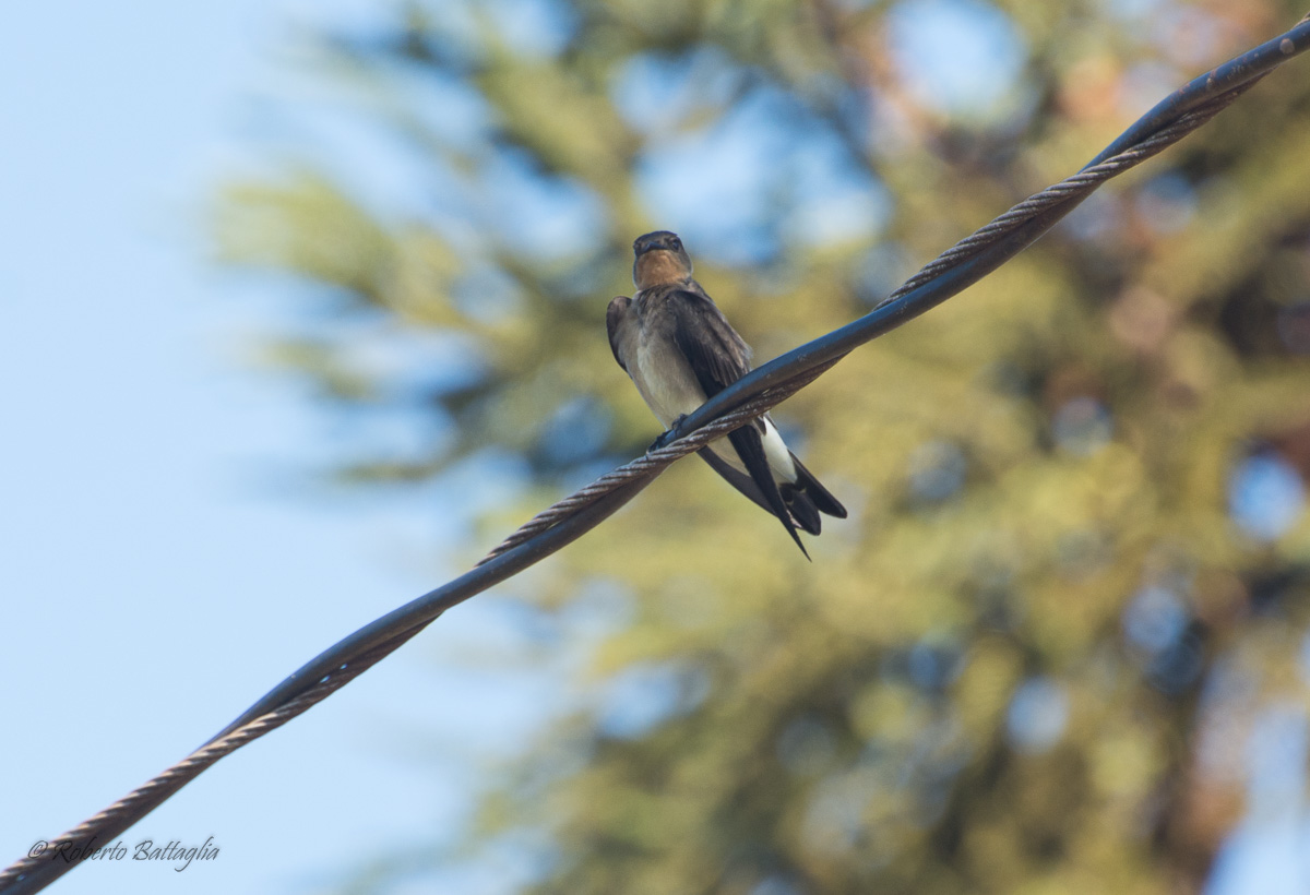 Photo Golondrina Ribereña