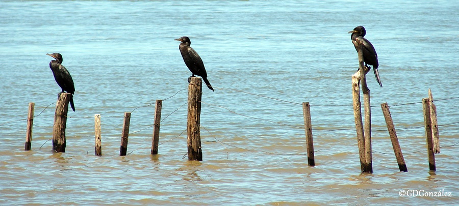Photo Biguá