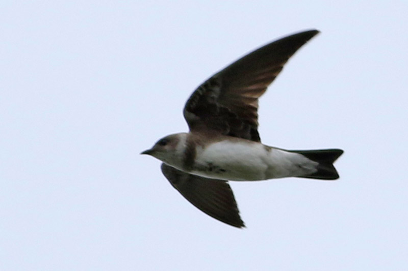 Foto Golondrina Parda