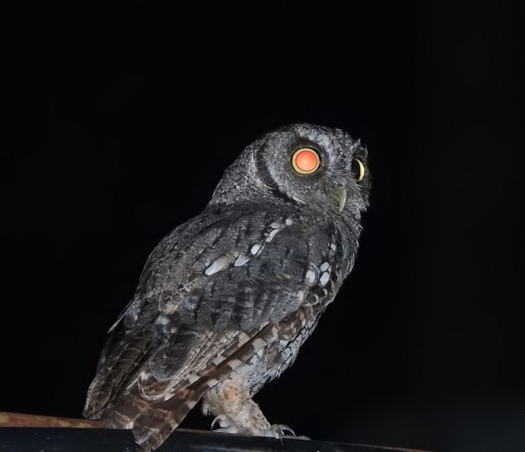 Foto Alilicucú Común