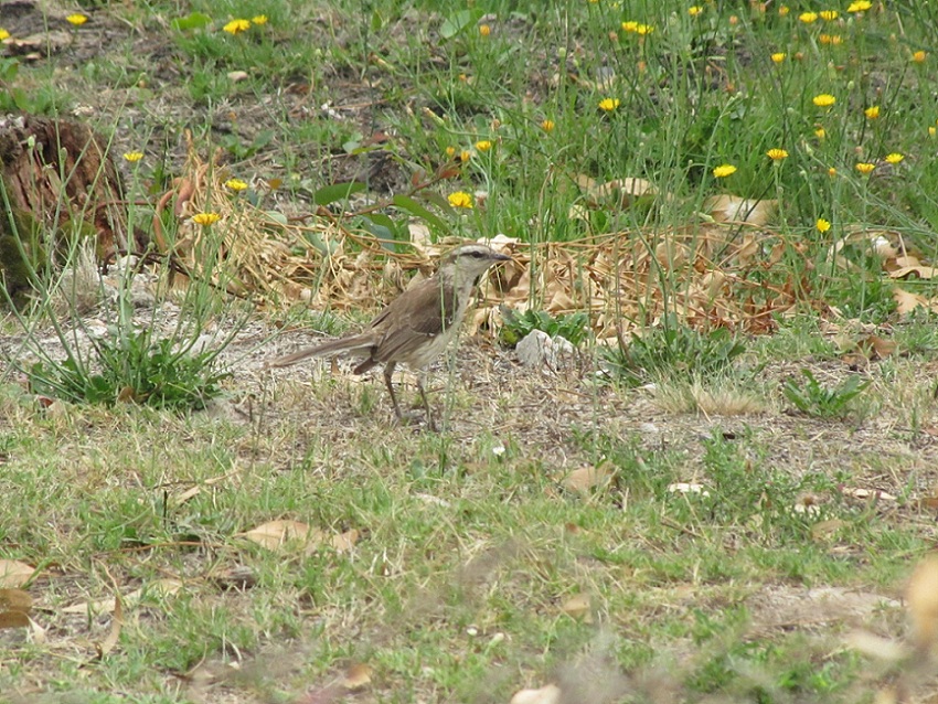 Foto Calandria Grande