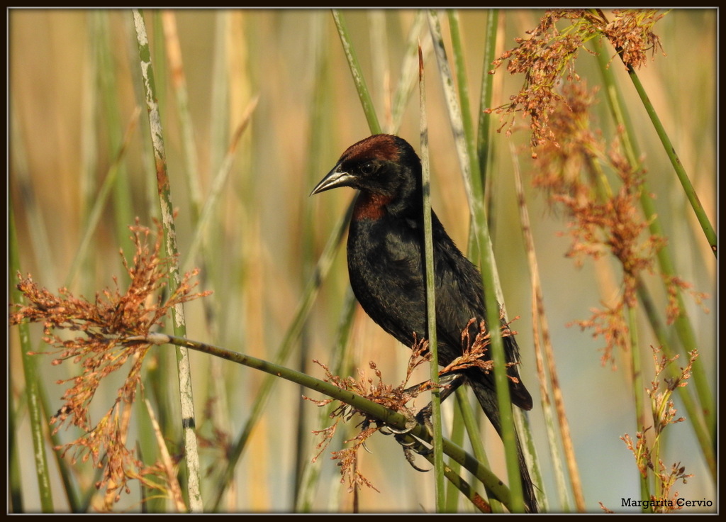 Foto Varillero Congo