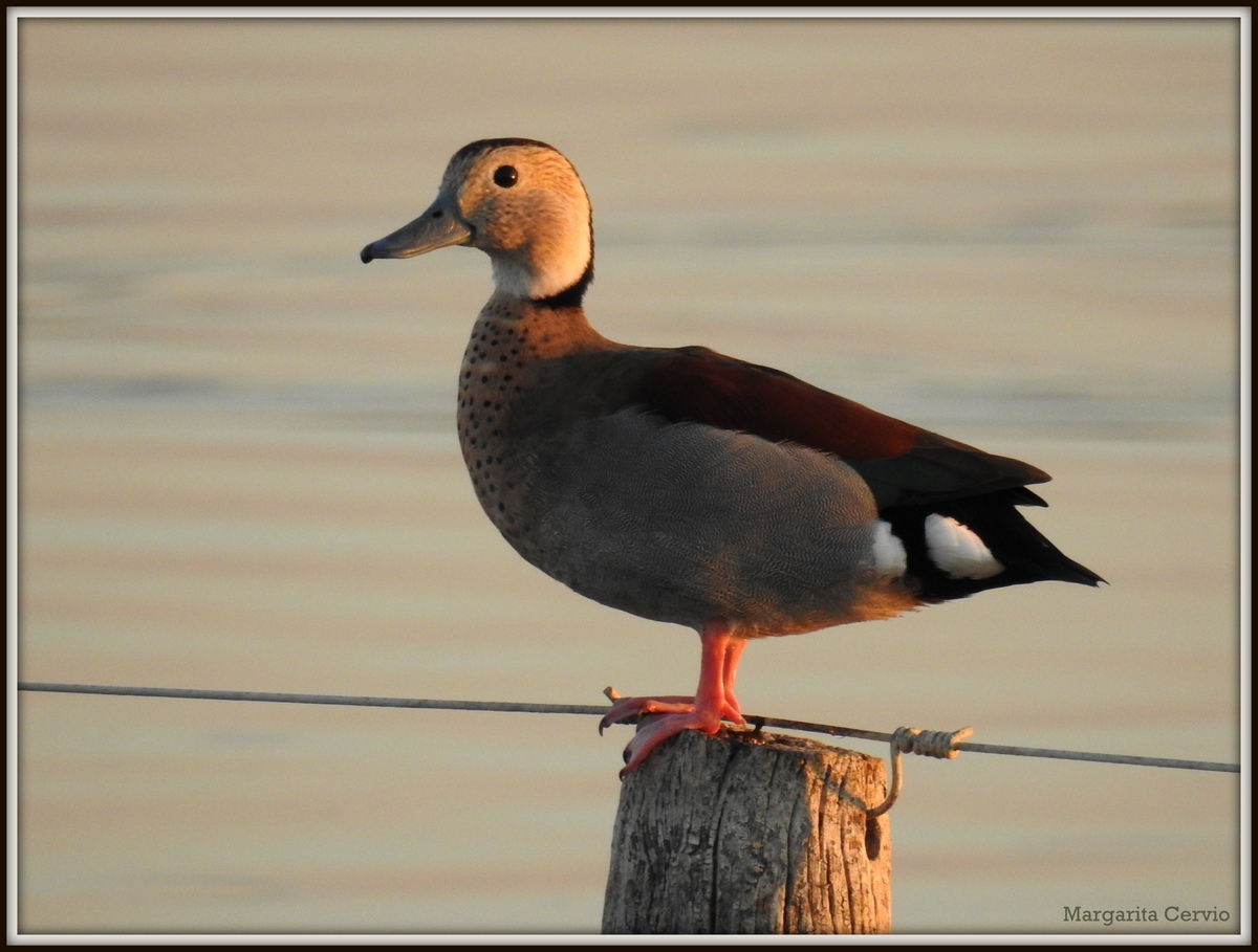 Photo Pato de Collar