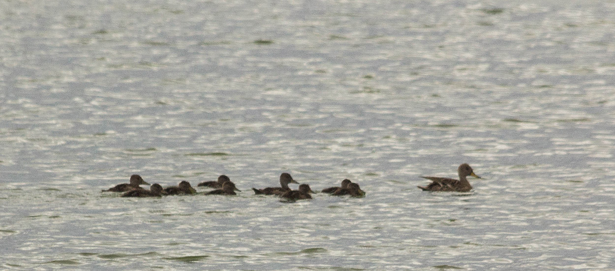 Foto Pato Maicero