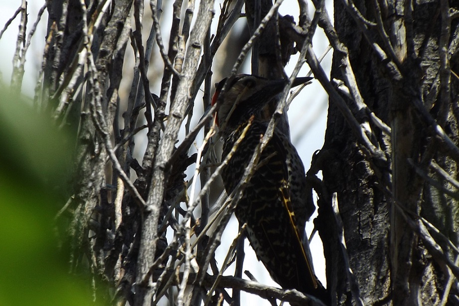 Foto Carpintero Real Común