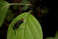  (Paragrallomyia sp.)