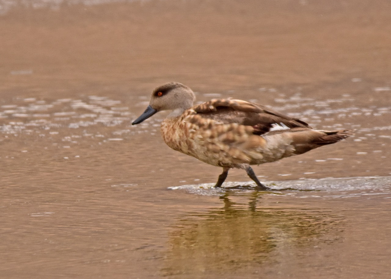 Foto Pato Crestón