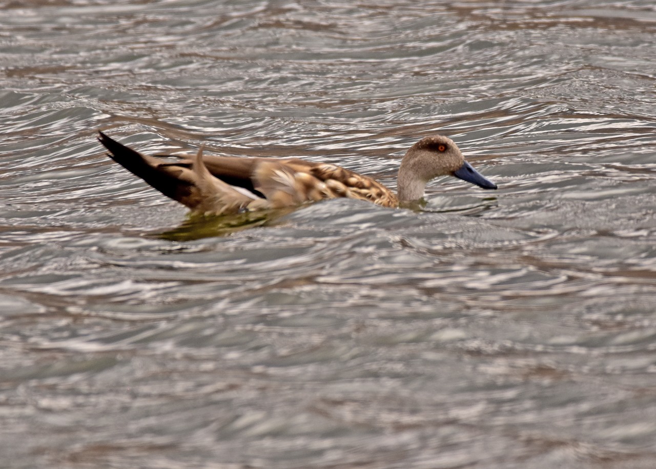 Foto Pato Crestón