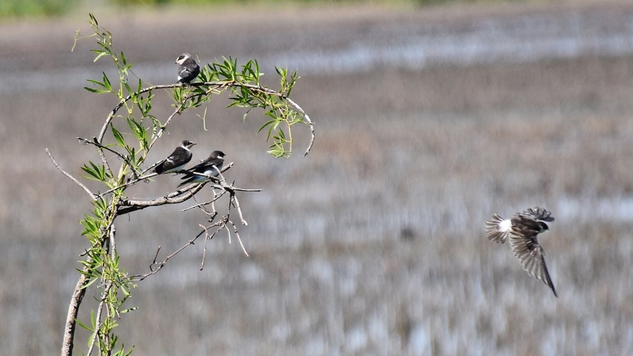Foto Golondrina Ceja Blanca