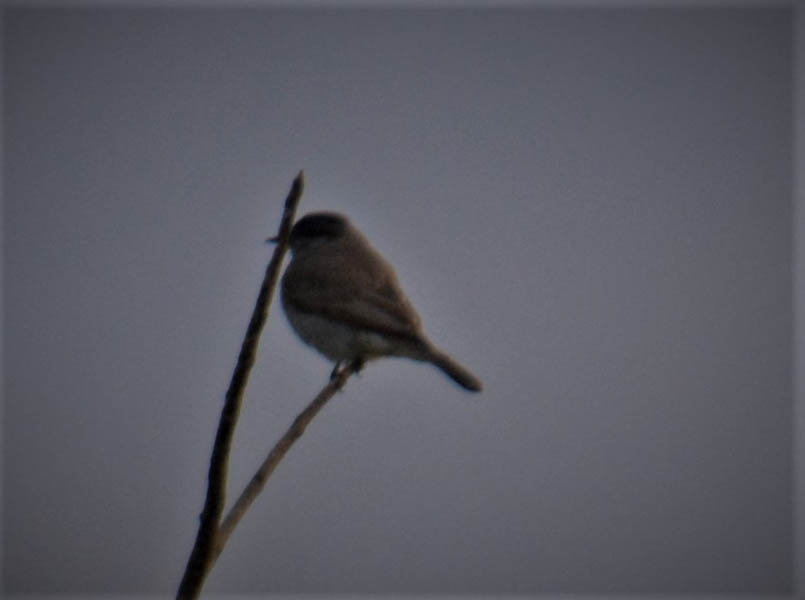 Photo Tuquito Gris
