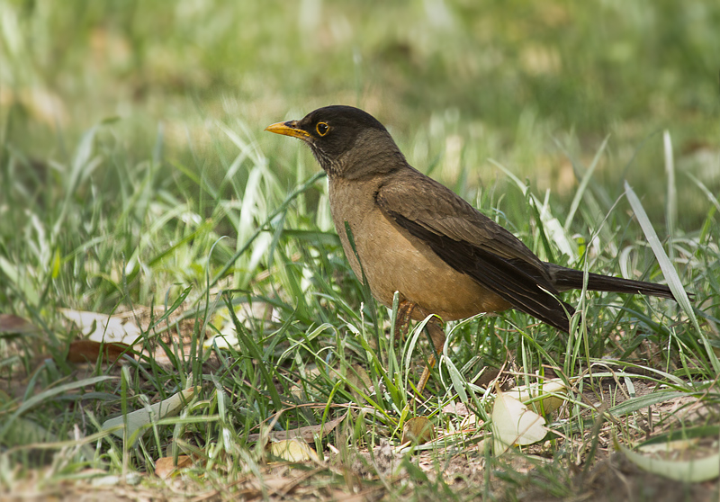 Photo Zorzal Patagónico