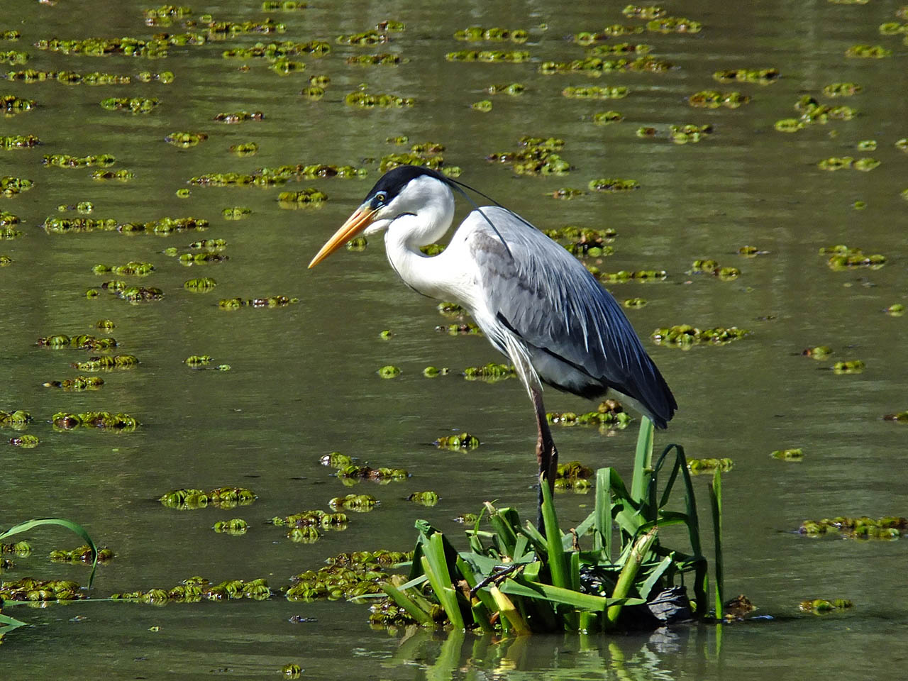 Foto Garza Mora