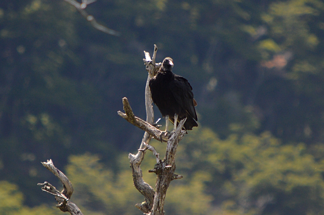 Photo Jote Cabeza Negra
