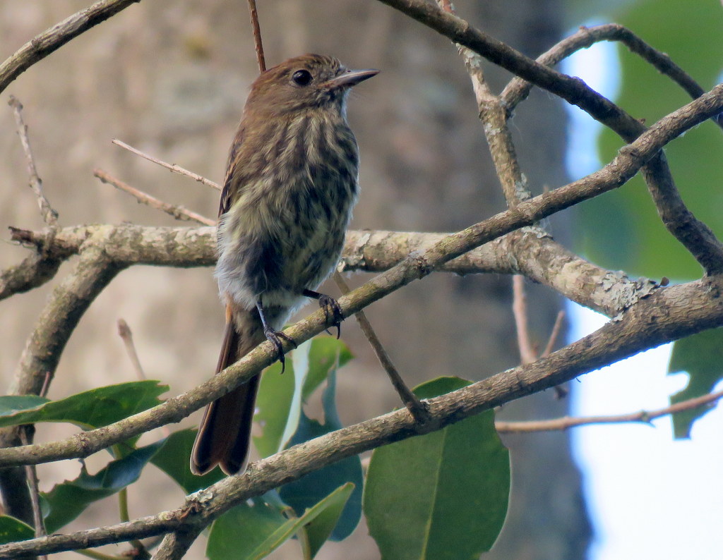 Foto Viudita Pico Celeste