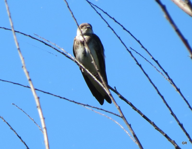 Foto Golondrina Parda