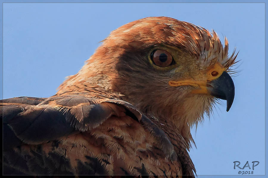 Photo Aguilucho Colorado