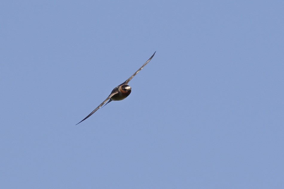 Photo Golondrina Rabadilla Canela