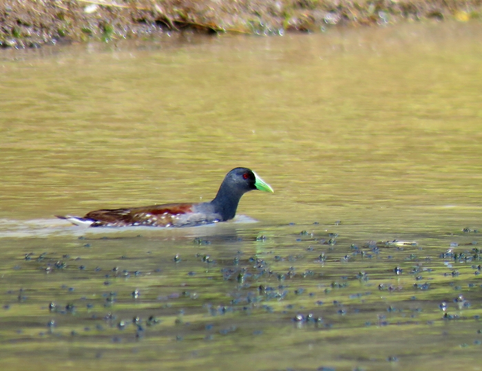 Foto Pollona Pintada