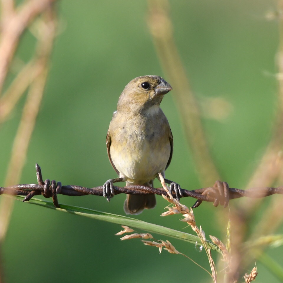 Foto Corbatita Común